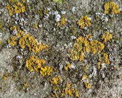 Attēlu rezultāti vaicājumam “Caloplaca saxicola”