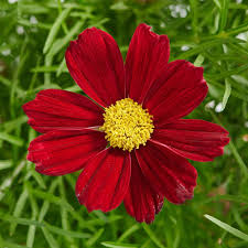 Image result for Schmuckkörbchen