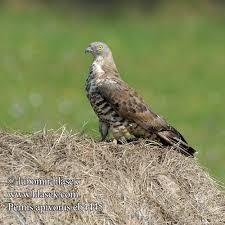 Attēlu rezultāti vaicājumam “Pernis apivorus”