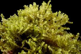 Attēlu rezultāti vaicājumam “Harpanthus flotovianus”