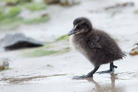 Attēlu rezultāti vaicājumam “Somateria mollissima juvenile”