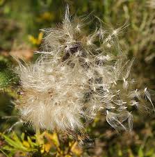 Attēlu rezultāti vaicājumam “Carduus crispus leaf”