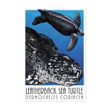 Image result for Dermochelys coriacea