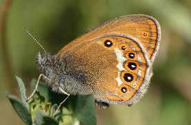 Attēlu rezultāti vaicājumam “Coenonympha hero”