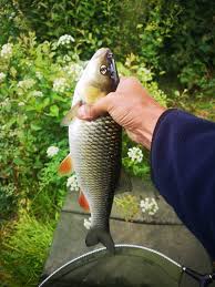 Image result for Weybridge Angling