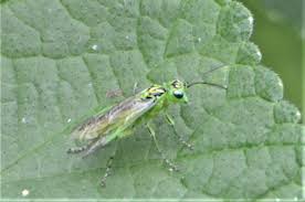 Attēlu rezultāti vaicājumam “Rhogogaster picta”