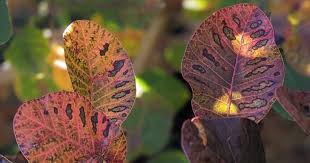Attēlu rezultāti vaicājumam “Cotinus coggygria leaf”