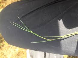 Attēlu rezultāti vaicājumam “Agrostis canina leaf”