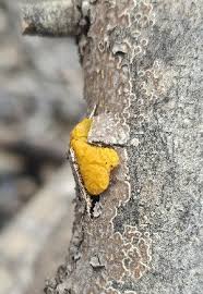 Attēlu rezultāti vaicājumam “Tremella ramalinae”