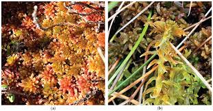 Attēlu rezultāti vaicājumam “Sphagnum contortum”