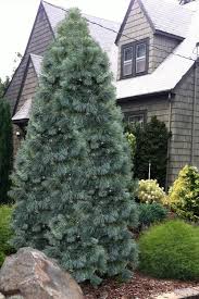 Image result for Pinus cembra