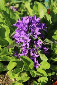 Attēlu rezultāti vaicājumam “Campanula glomerata leaf”