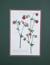 Attēlu rezultāti vaicājumam “Listera ovata flower”