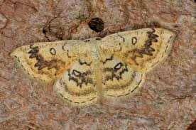 Attēlu rezultāti vaicājumam “Cyclophora annularia”