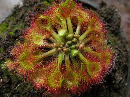 Attēlu rezultāti vaicājumam “Drosera rotundifolia”