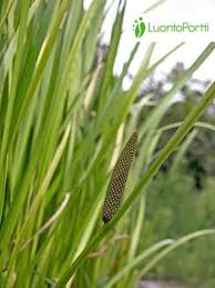Attēlu rezultāti vaicājumam “Acorus calamus fruit”