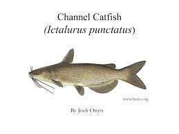 Image result for Ictalurus punctatus