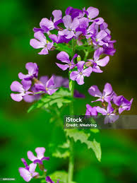 Image result for Hesperis matronalis