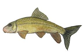 Image result for Moxostoma duquesnei