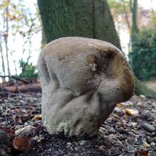 Attēlu rezultāti vaicājumam “Calvatia excipuliformis”