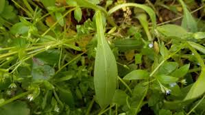 Attēlu rezultāti vaicājumam “Myosotis sparsiflora flower”