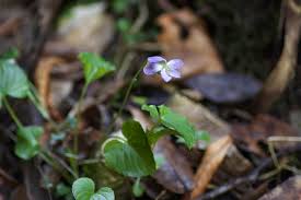Attēlu rezultāti vaicājumam “Viola mirabilis”