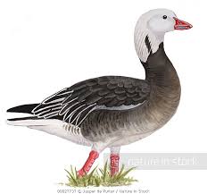 Image result for Anser caerulescens