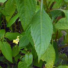 Attēlu rezultāti vaicājumam “Impatiens parviflora leaf”