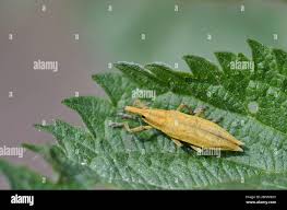 Attēlu rezultāti vaicājumam “Lixus iridis”