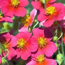 Attēlu rezultāti vaicājumam “Helianthemum x hybridum flower”