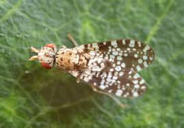 Attēlu rezultāti vaicājumam “Trypetoptera punctulata”