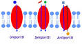 <b>Bärarproteiner</b>