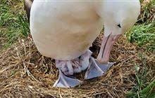 Image result for albatross dead chick
