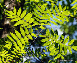 Attēlu rezultāti vaicājumam “Juglans cinerea leaf”