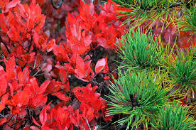 Attēlu rezultāti vaicājumam “Amelanchier spicata”