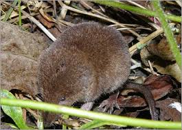 Attēlu rezultāti vaicājumam “Sorex sp.”