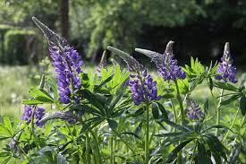 Image result for Lupinen