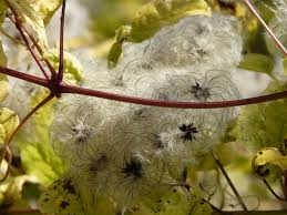 Attēlu rezultāti vaicājumam “Clematis fruit”