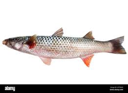 Image result for Mugil