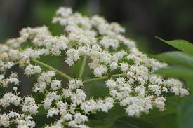Attēlu rezultāti vaicājumam “Sambucus nigra flower”