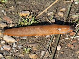 Attēlu rezultāti vaicājumam “Arion rufus”