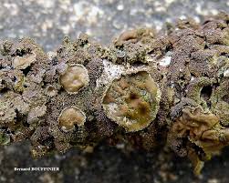 Attēlu rezultāti vaicājumam “Melanohalea olivacea”