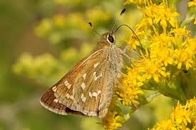 Attēlu rezultāti vaicājumam “Hesperia comma male”