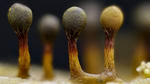 Attēlu rezultāti vaicājumam “Trichia flavicoma spores”