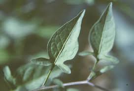 Attēlu rezultāti vaicājumam “Solanum dulcamara leaf”