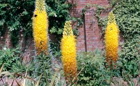 Image result for Steppenkerze