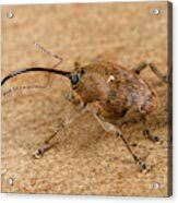 Attēlu rezultāti vaicājumam “Curculio venosus”