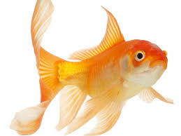 Image result for vissen