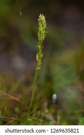 Attēlu rezultāti vaicājumam “Hammarbya paludosa”