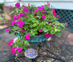 Image result for Impatiens walleriana